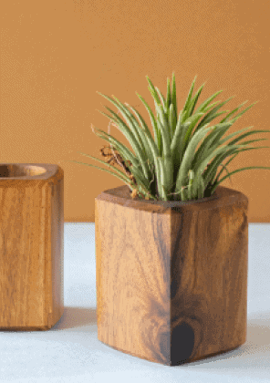 Large Dracaena Marginata