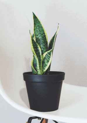 Snake Plant Laurentii